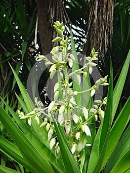 Flower buds of yucca plant