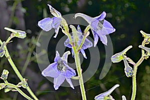 Flowers larkspur 1