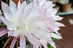 These are white-pink flowers. photo