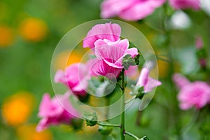 Flowers Lavatera trimestris