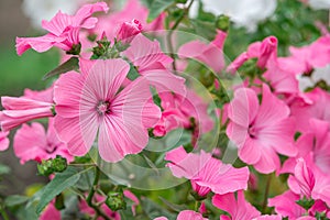 Flowers Lavatera trimestris