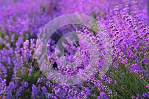 Flowers in the lavender fields.