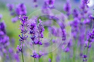 Flowers in the lavender fields in the Provence mountains