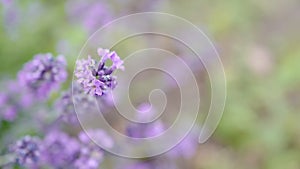 Flowers of a lavender wallpaper