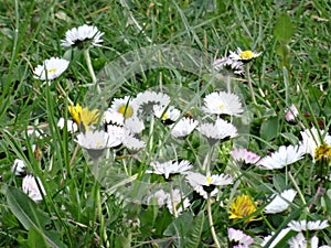 Flowers in the lawn