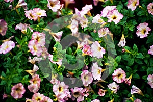 Flowers and leaf Summer background close up