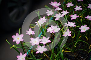 Flowers and leaf Summer background close up