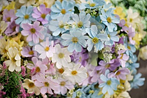 Flowers and leaf Summer background close up