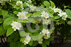 Flowers in the leafage of mock orange in June