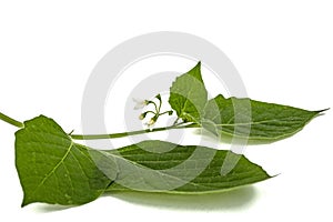 Flowers and leaves of black nightshade, lat. Solanum nÃ­grum, po