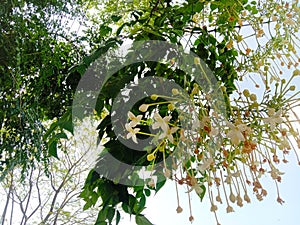 Flowers and leaves branches bunch of indian cork tree or Millingtonia hortensis