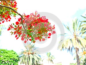 Flamboyant tree in bloom. Tropical decorative vegetation.