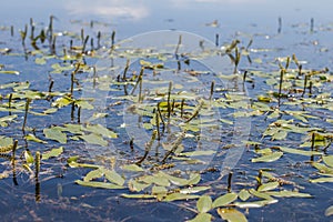 Flowers and leaves of broad-leaved pondweed