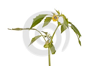 Flowers, leaves and buds of a tomatillo plant isolated