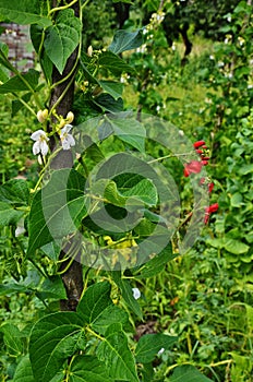 Flowers and leaves of bush beans Phaseolus vulgaris in a field