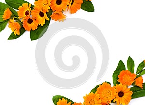 Flowers with leaves Calendula Calendula officinalis, pot marigold, ruddles, garden marigold, English marigold on a white