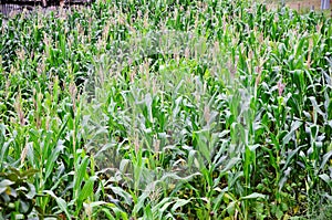 The flowers and leaves of the cornfield in the field photo