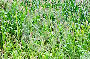 A cornfield with flowers in the field