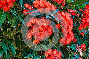 Flowers and leaves of Corymbia ficifolia, also Eucalyptus ficifolia.