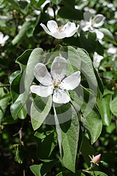 Flowers and leaves of Cydonia oblonga in spring