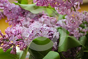 Flowers And Leaves Of Delicate Lilac On A Pink Background In A Light Technical Defocus Of Photography