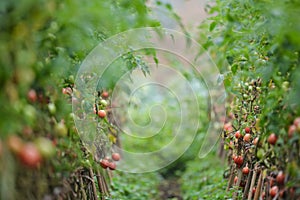 Flowers and leaves, flowers in street and field photo