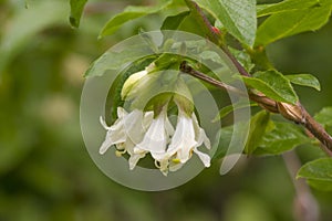 Flowers and leaves of honeysuckle in the mountains of the Trans-Ili Alatau