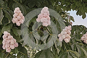 Flowers and leaves of horse chestnut baumannii