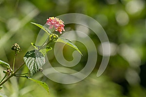 Flowers and leaves of the lantana camara plant, pink flower clusters with yellow tips, heart-shaped leaves with rough texture