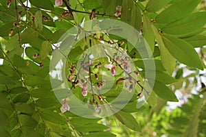 Flowers and leaves of Millettia brandisiana Kurz from Thailand.