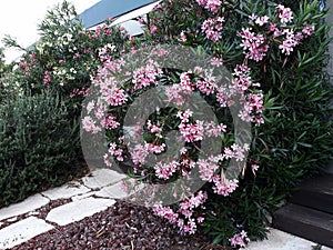 Flowers and leaves of Nerium Oleander shrub. photo