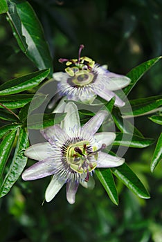 Flowers and leaves of Passionflower Passifloraceae