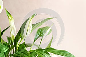 Flowers and leaves of peace lily on color background. Space for text