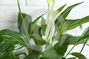 Flowers and leaves of peace lily on light background. Space for text