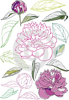 Flowers and leaves of The Peonies