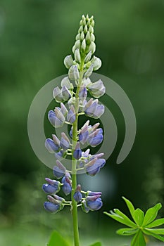 Flowers and leaves of permanent lupine 1