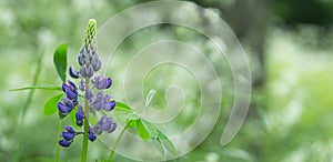 Flowers and leaves of permanent lupine 6