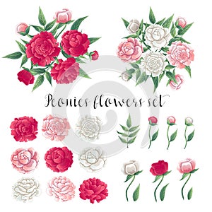 Flowers and Leaves. Pink and White Peonies. Floral Set