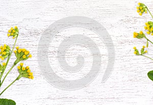 Flowers and leaves Primula veris  cowslip, petrella, paigle, peggle, Primula officinalis Hill  on a wooden white background.