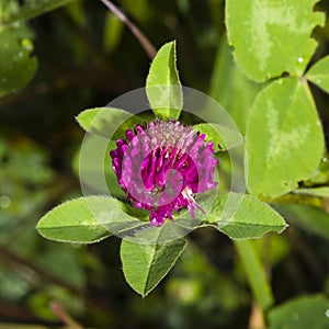 Flowers and leaves of Red Clover, Trifolium pratense, with bokeh background macro, selective focus, shallow DOF