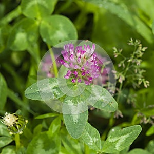 Flowers and leaves of Red Clover, Trifolium pratense, with bokeh background macro, selective focus, shallow DOF