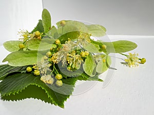 Flowers between leaves of small-leaved lime Tilia cordata collected for tilleul linden flower tea