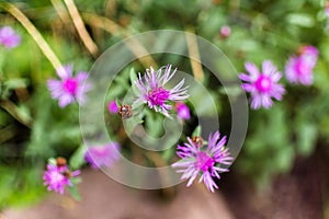 Flowers and leaves. Spring Summer. Bloom. Green, red and yellow colors. Saturated colors. Medicinal plants. Pollination by bees