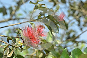 Flowers and leaves of the Syzygium Fruit