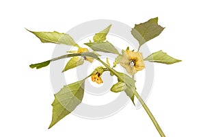 Flowers and leaves of a tomatillo plant