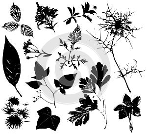 Flowers Leaves Vectors 3