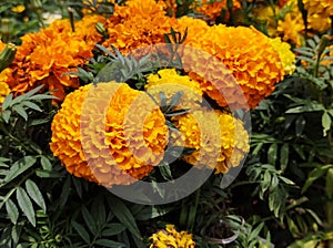 Flowers and leaves of the yellow ball Marigold or yellow carnation flower.
