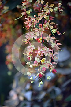 Flowers of the Leichhardt Bean Tree, Cassia brewsteri