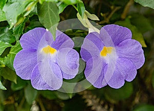 Flowers from Lekki Lagos Nigeria; Purple flower.  Thunbergia Erecta | Bush clock vine violet