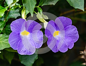 Flowers from Lekki Lagos Nigeria; Purple flower.  Thunbergia Erecta | Bush clock vine violet